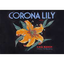 corona_lily_copy.jpg